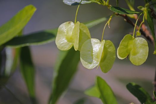 Silver Cluster-leaf, Terminalia sericea is a species of deciduous tree of the genus Terminalia