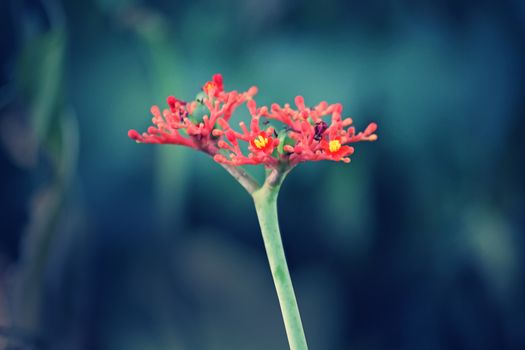 Jatropha podagrica is a species of plants known by several English common names, including Buddha belly plant, bottleplant shrub, gout plant, purging-nut, Guatemalan rhubarb, and goutystalk nettlespurge. It is propagated as an ornamental plant in many parts of the world.