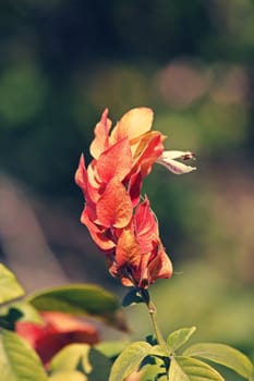 Justicia brandegeeana, Mexican shrimp plant, shrimp plant is an evergreen shrub in the genus Justicia of the family Acanthaceae.