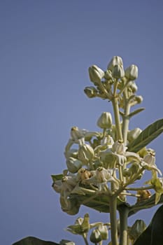 Calotropis gigantea, Crown flower. It is a large shrub growing tall. It has clusters of waxy flowers that are either white or lavender in colour. Each flower consists of five pointed petals and a small, elegant "crown" rising from the centre, which holds the stamens. The plant has oval, light green leaves and milky stem.