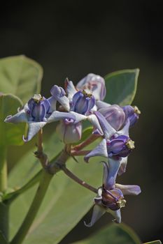 Calotropis procera is a species of flowering plant in the dogbane family, Apocynaceae. The green globes are hollow but the flesh contains a toxic milky sap that is extremely bitter and turns into a gluey coating resistant to soap.