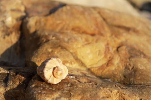 Sea shell laying on the stone near the seashore