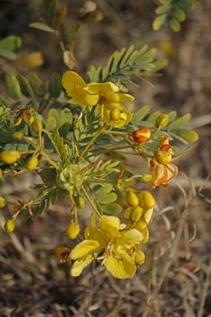 Caesalpinia sappan is a species of flowering tree in the Gulmohar family. Common names include Sappanwood, Sapanwood.