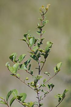 Henna, Lawsonia inermis also known as hina, the henna tree, the mignonette tree, and the Egyptian privet is a flowering plant and the sole species of the Lawsonia genus.