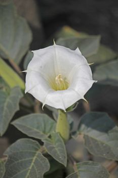 Datura innoxia is a herbaceous perennial with a sprawling, mounded habit