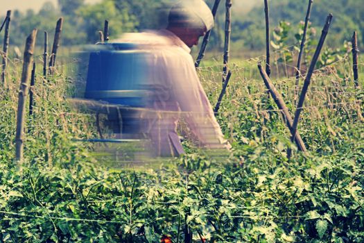 Farmer spraying fertilizer on crop