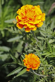 The French marigold, Tagetes patula is a species in the daisy family Asteraceae.