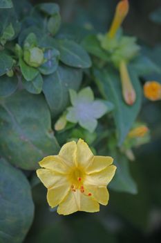 Mirabilis jalapa (the four o'clock flower or marvel of Peru) is the most commonly grown ornamental species of Mirabilis, and is available in a range of colours.