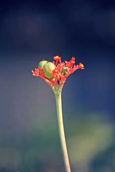Jatropha podagrica is a species of plants known by several English common names, including Buddha belly plant, bottleplant shrub, gout plant, purging-nut, Guatemalan rhubarb, and goutystalk nettlespurge. It is propagated as an ornamental plant in many parts of the world.