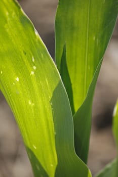 Maize corn crop