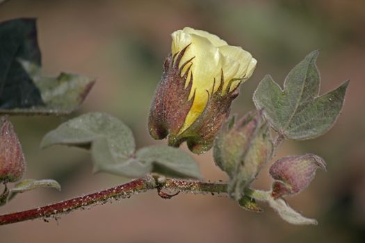 Cotton is a soft, fluffy staple fiber that grows in a boll, or protective capsule, around the seeds of cotton plants of the genus Gossypium in the family of Malvaceae. The fiber is almost pure cellulose. Under natural conditions, the cotton bolls will tend to increase the dispersion of the seeds.