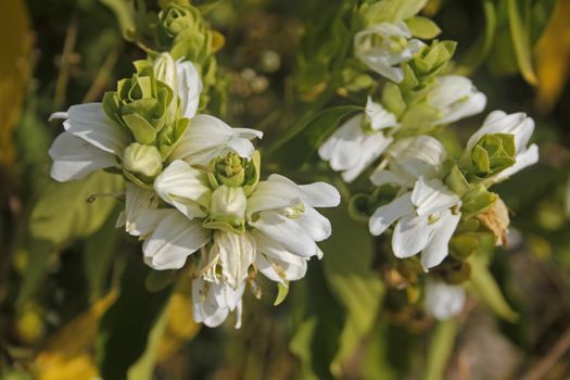 Justicia adhatoda, commonly known in English as Malabar Nut, Adulsa, Adhatoda, Vasa or Vasaka is a medicinal plant native to Asia, widely used in Siddha Medicine, Ayurvedic and Unani systems of medicine