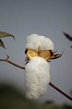 Cotton is a soft, fluffy staple fiber that grows in a boll, or protective capsule, around the seeds of cotton plants of the genus Gossypium in the family of Malvaceae. The fiber is almost pure cellulose. Under natural conditions, the cotton bolls will tend to increase the dispersion of the seeds.