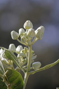 Calotropis gigantea, Crown flower. It is a large shrub growing tall. It has clusters of waxy flowers that are either white or lavender in colour. Each flower consists of five pointed petals and a small, elegant "crown" rising from the centre, which holds the stamens. The plant has oval, light green leaves and milky stem.