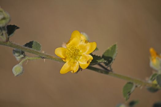 Ragged Mallow is an erect perennial herb or shrub