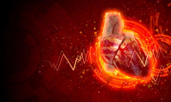 3d rendered medical illustration of a human heart