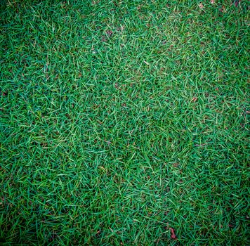 Background of a green grass.For inserting text or creative website.