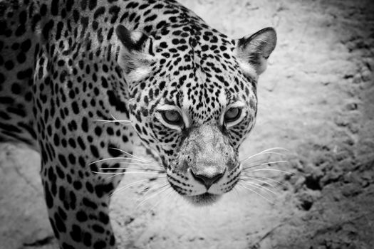 Jaguar portrait