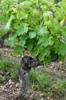 Old vines in the flowering season. Tuscany, Italy