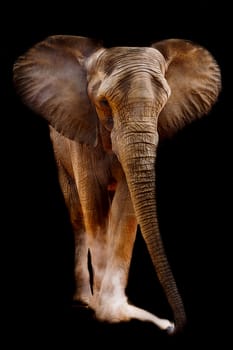 African elephant