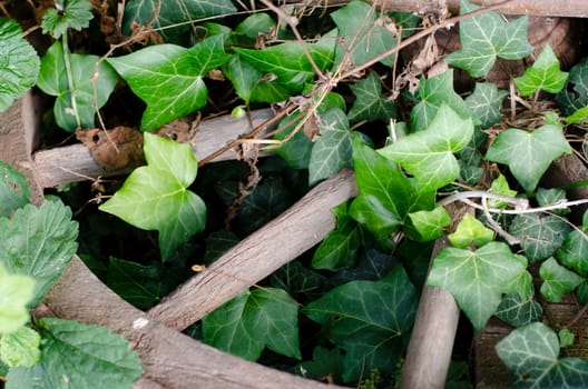 green viy and broken wheel