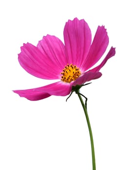 Close up pink cosmos flowers in the garden