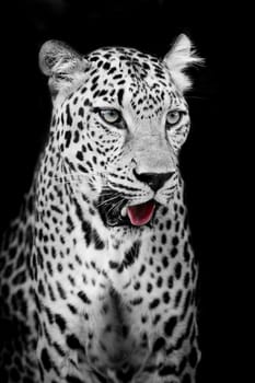 Leopard portrait