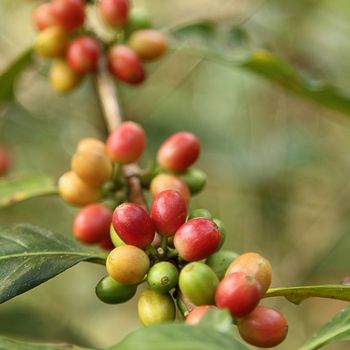 Coffee beans with branch on the tree