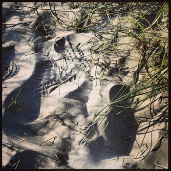 Footprints in the sand at a beach in Skagen, Denmark