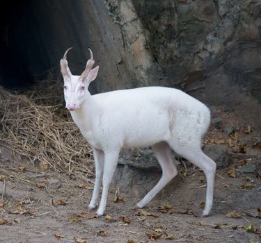 barking deer living  in the zoo