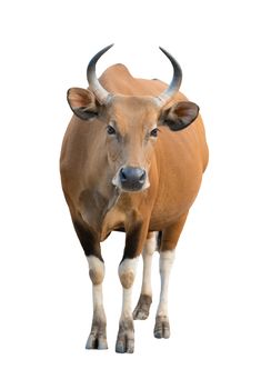 female banteng isolated on white background