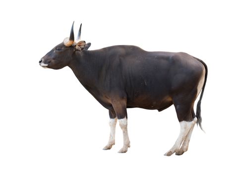 male banteng isolated on white background