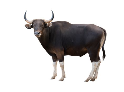 male banteng isolated on white background