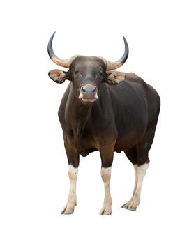 male banteng isolated on white background