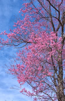 beautiful wild himalayan cherry flower ( Prunus cerasoides )