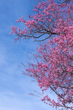 beautiful wild himalayan cherry flower ( Prunus cerasoides )