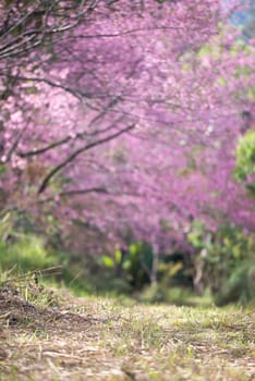 beautiful wild himalayan cherry flower ( Prunus cerasoides )