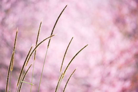 beautiful wild himalayan cherry flower ( Prunus cerasoides )