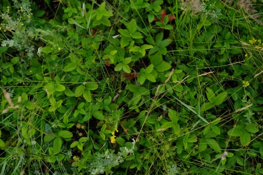 Wild strawberries leaves thicket green background horizontal