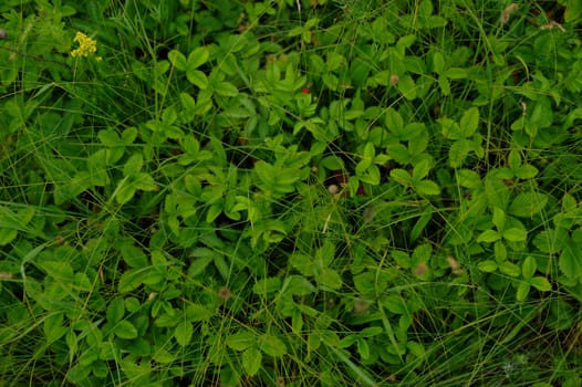 Wild strawberries leaves thicket green background horizontal