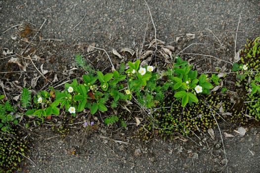 Wild strawberry on asphalt horizontal