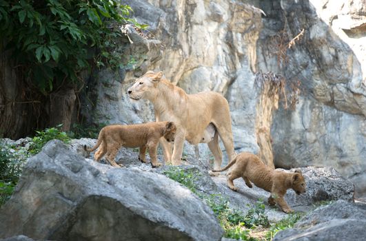 female lion standing with baby in the zoo