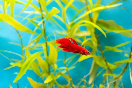 Photo of aquarium cockerel fish in blue water