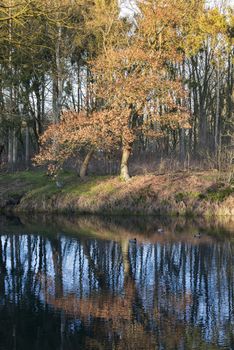 gold and brown colors in forest n holland with reflection in the water