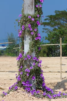 purple Ipomoea Purpurea or Morning Glory grow on electricity post