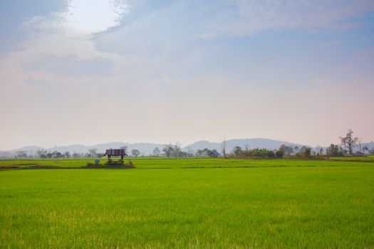 Green Terraced Rice Field in Chiangrai, Thailand