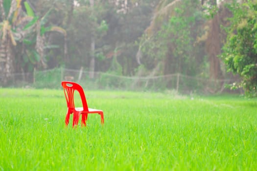 red chair in green rice field with trees background