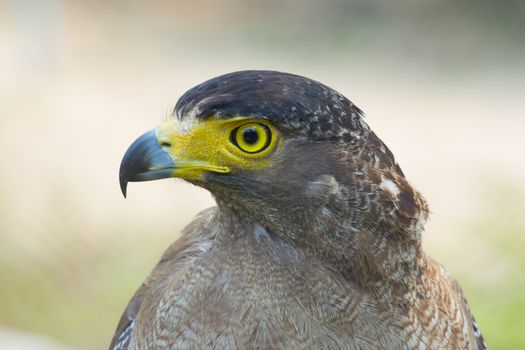 Portrait of a golden eagle (Common name "Aquila chrysaetos") with brown background