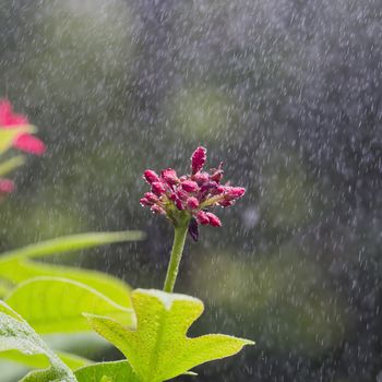 flowers, drops of water, shower