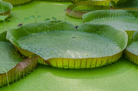 With the largest leaves in the world, the Victoria water lily or even the Amazon water lily called.